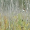 Stehlik obecny - Carduelis carduelis - European Goldfinch 1916u